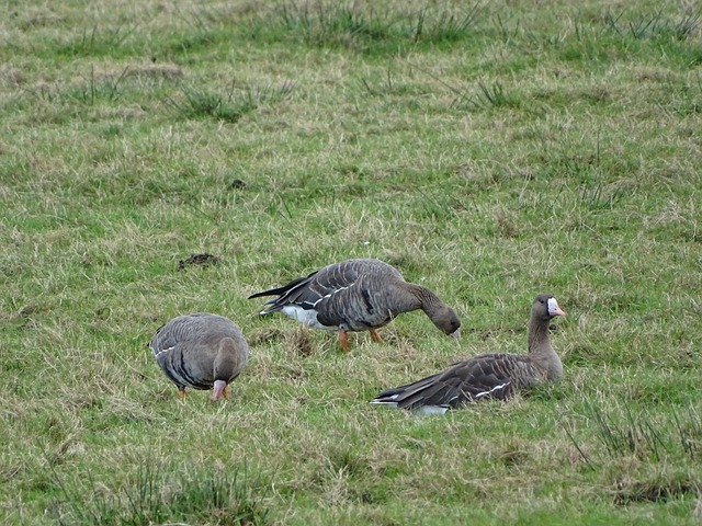 快船队的战 快船队的战